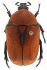 Pachnoda marginata aurantia